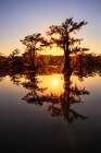 Sun star and stand of bald cypress trees, silhouetted at sunrise, Caddo Lake, Texas. Art Print